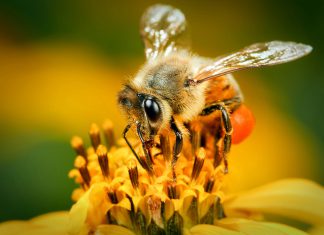 Tervendavad mesilased