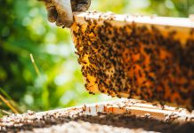 Päev mesilaste maailmas