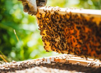 Päev mesilaste maailmas