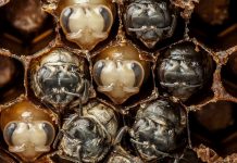 Video: Vastsest saab mesilane