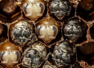 Video: Vastsest saab mesilane