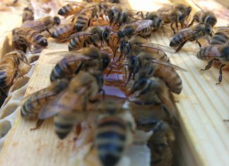 Põnevaid fakte mesilastest