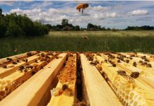 Video: Vaata, kuidas elab mesilaspere