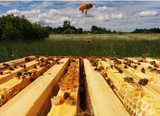 Video: Vaata, kuidas elab mesilaspere