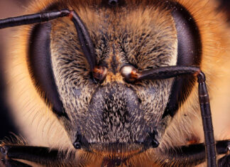 “Maailm mesilaste tiibadel”